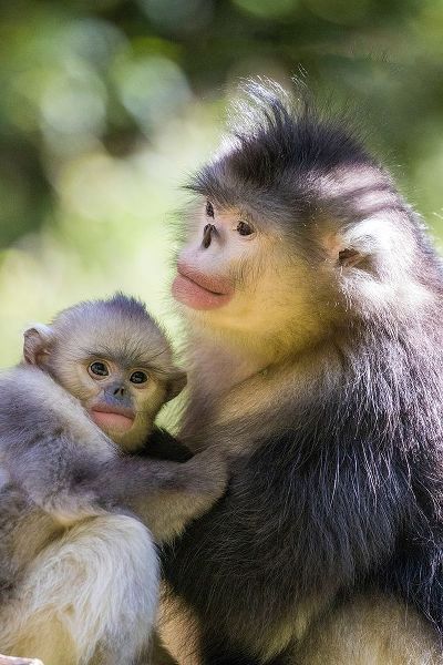 Asia-China-Tacheng-Yunnan Black Snub-Nosed monkeys-Adult and Young